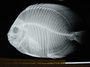 Chaetodon ocellatus 2 full FMNH 45561